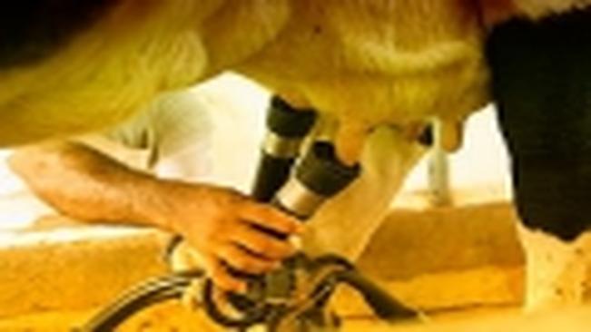 Programa Leiteiro ir? beneficiar o Norte Pioneiro